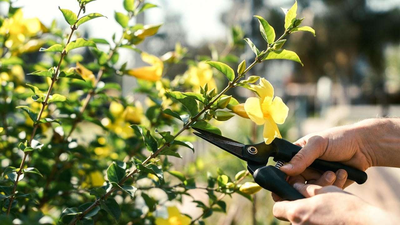 Pruning Allamanda shrub plant to encourage bushy growth and more yellow blooms