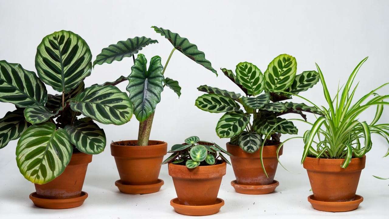 Common curly leaf houseplants: Calathea orbifolia, Alocasia Polly, Peperomia Rosso, Calathea makoyana, and curly spider plant comparison