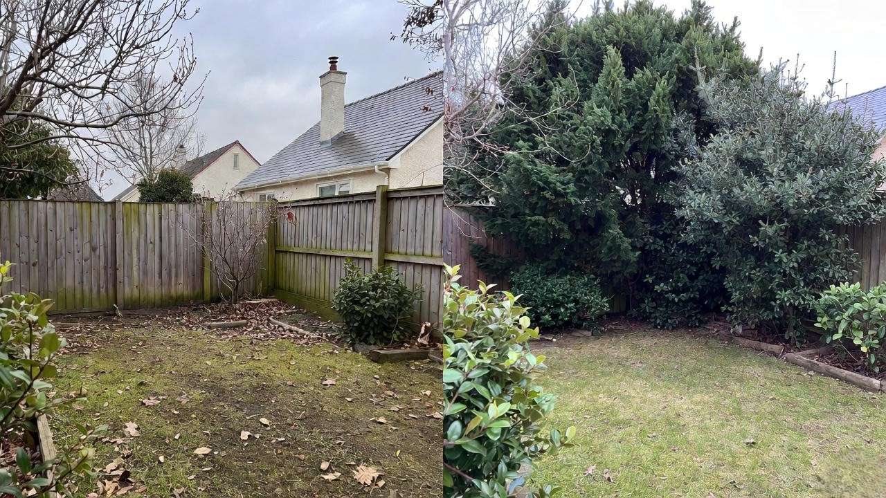 Before and after shade evergreen privacy screen blocking neighbor view in winter