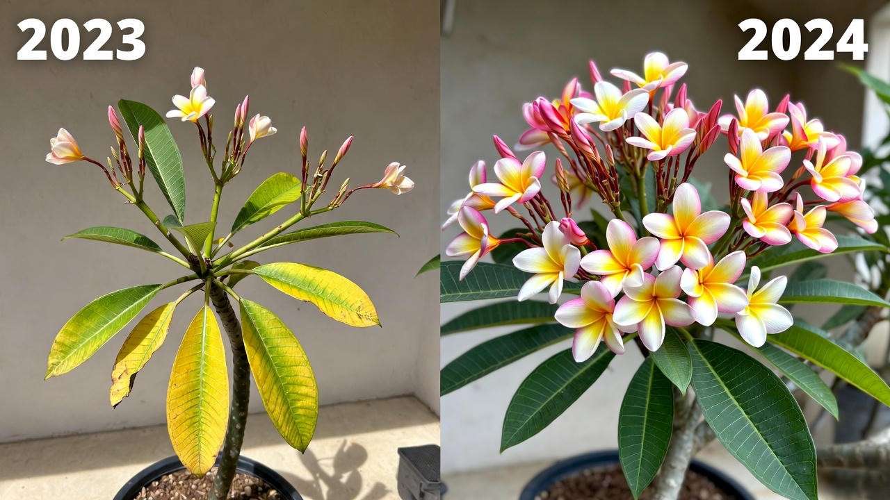 Real plumeria transformation from 6 blooms to over 150 using expert fertilizer schedule
