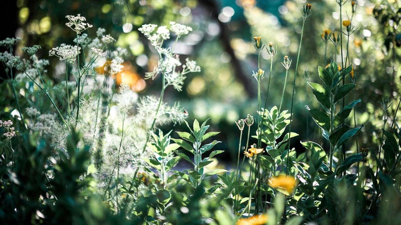 Diverse swallowtail butterfly host plant garden with fennel, rue, spicebush, and pawpaw