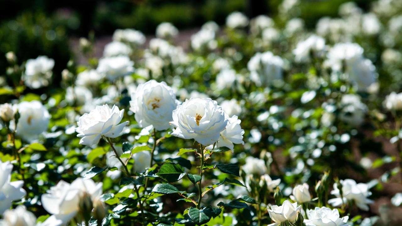 Close-up of elegant white roses blooming in a sunny garden bed