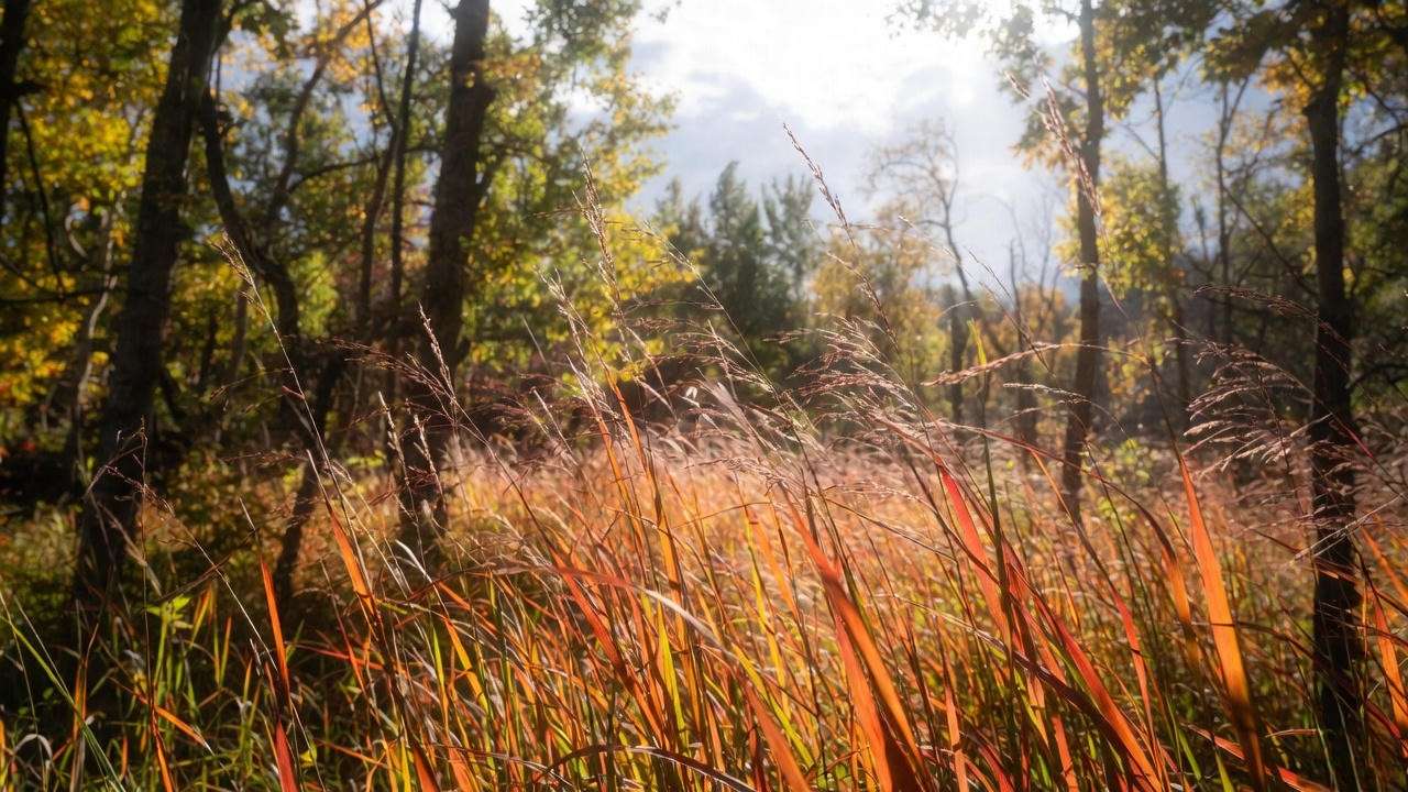 Little bluestem native grass in brilliant fall color in Michigan garden