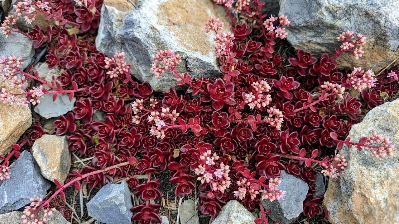 Sedum spurium Dragon’s Blood succulent groundcover in full color