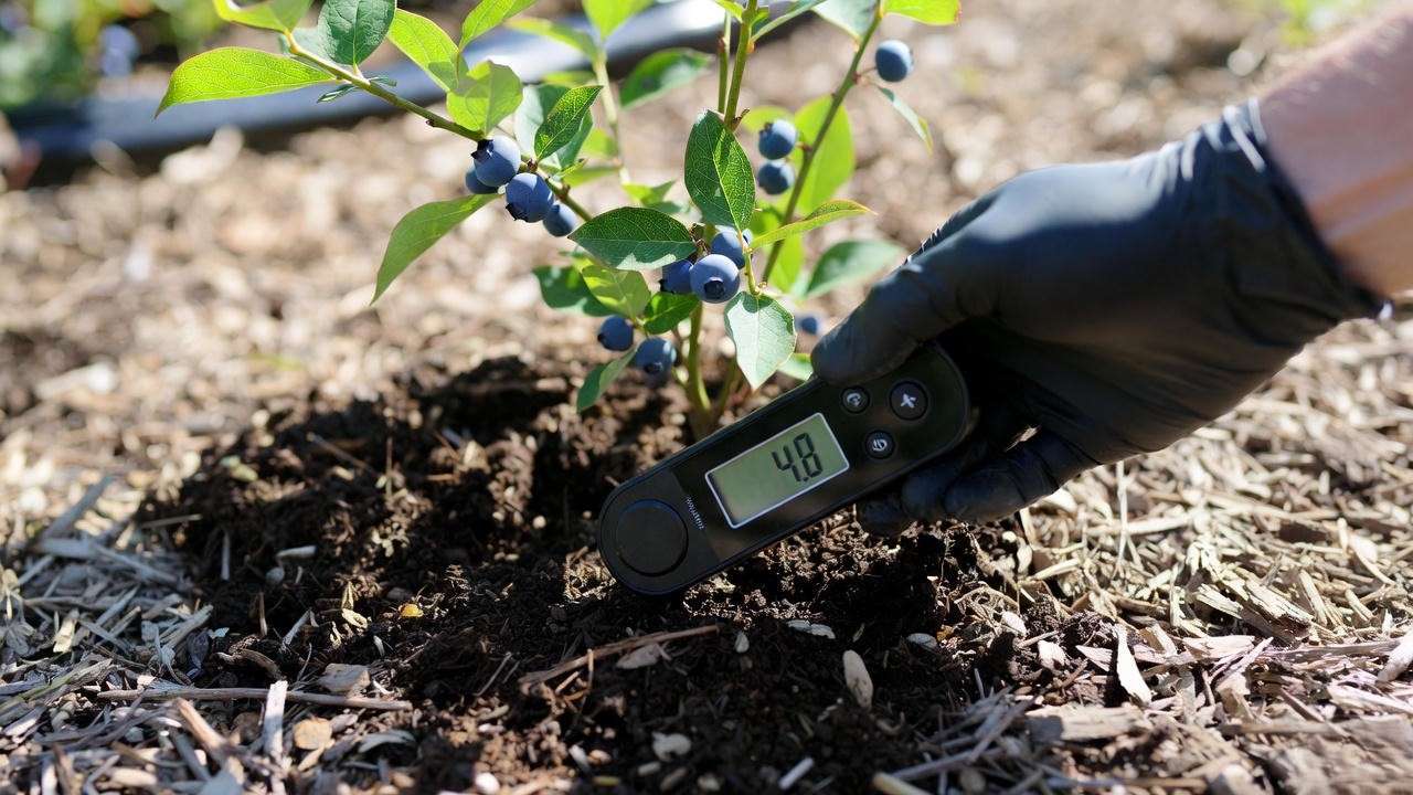 Testing soil pH for Jersey blueberry plants – ideal reading between 4.5 and 5.2