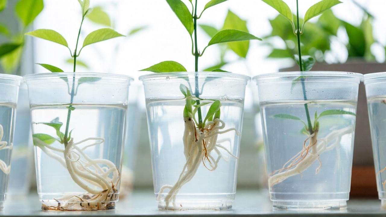 Jasmine cuttings rooting successfully in water with visible white roots