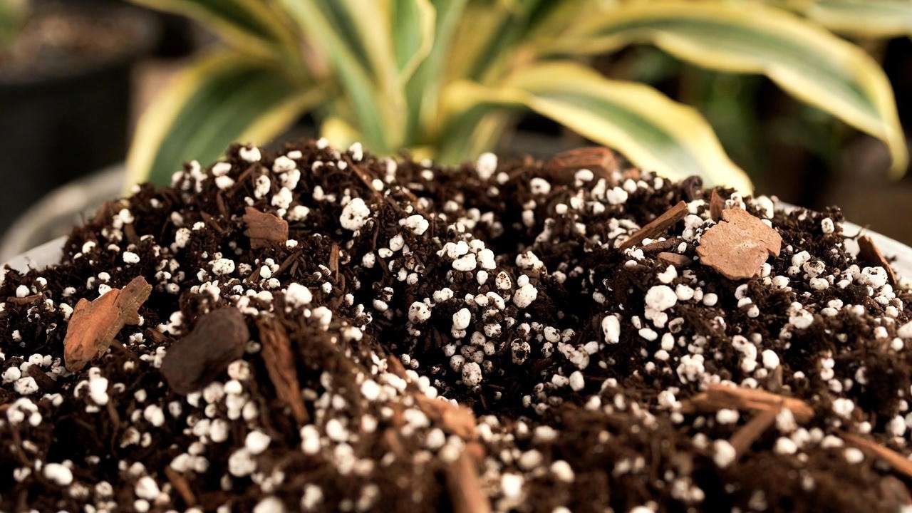 Well-draining soil mix with perlite and bark for variegated banana plant