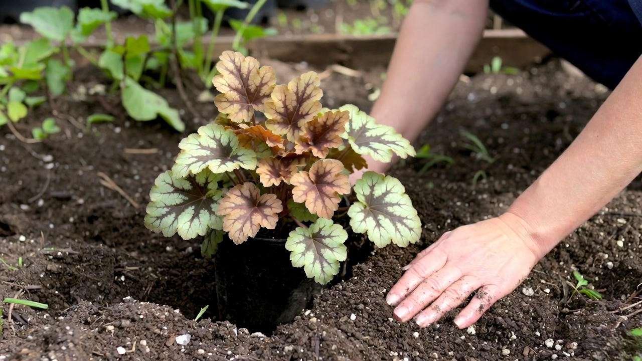 Correct planting height for Heuchera Caramel – crown sitting high to prevent rot