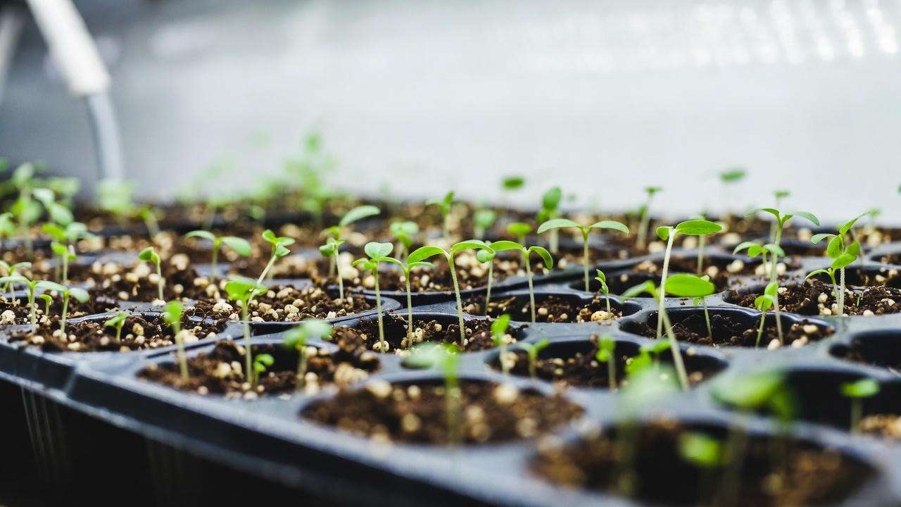 Greek mountain tea plant seedlings germinating in seed tray with perfect gritty soil mix