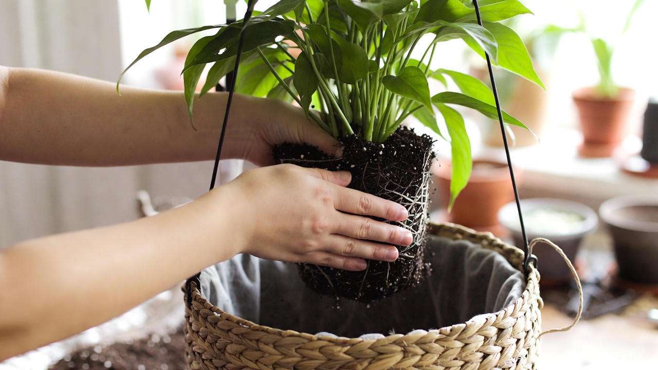 Hands planting houseplant in hanging basket with drainage layer and soil mix