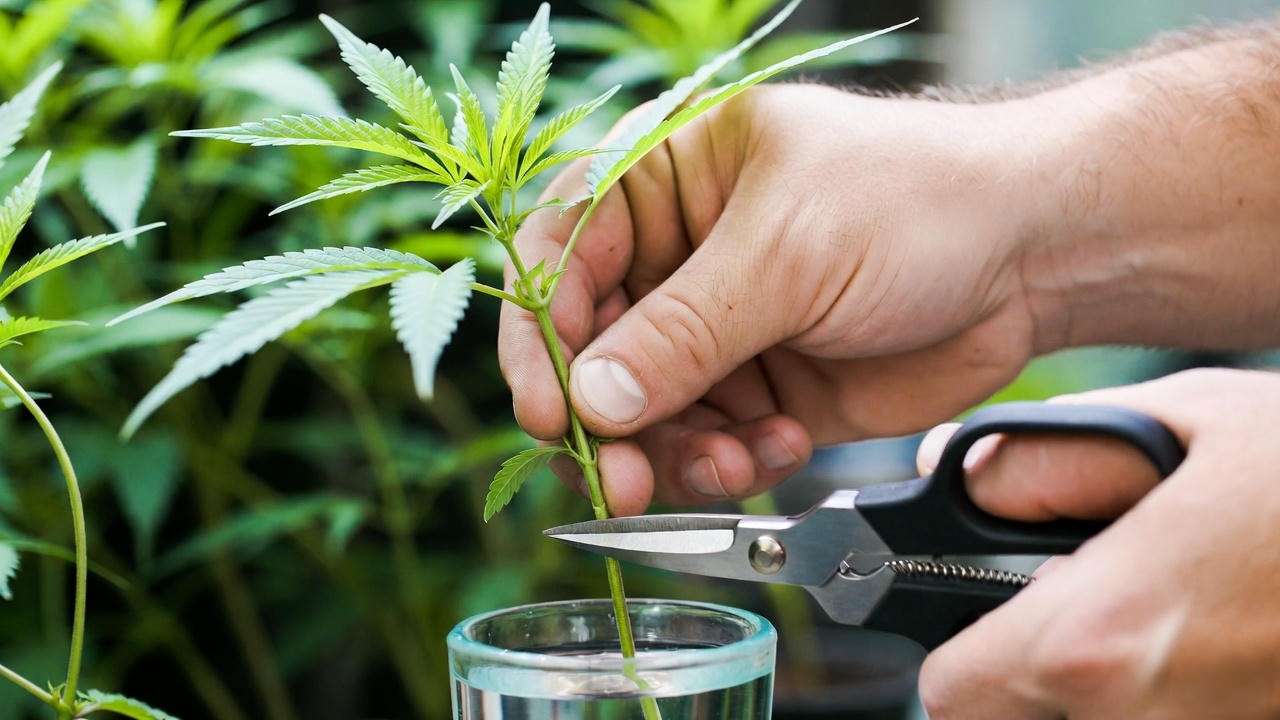 Taking a fresh cannabis cutting at 45-degree angle for cloning