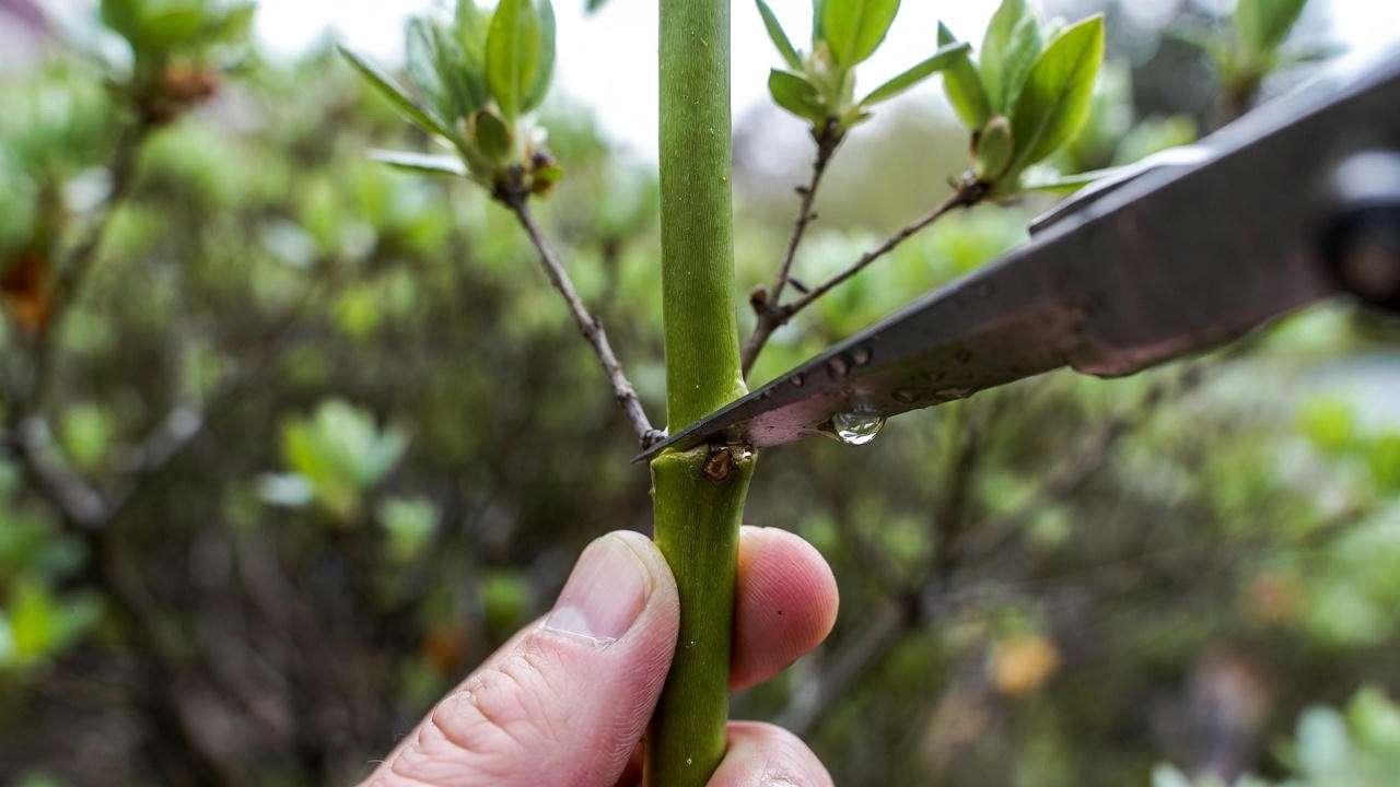 Making a clean 45-degree cut below a node on an azalea stem for propagation