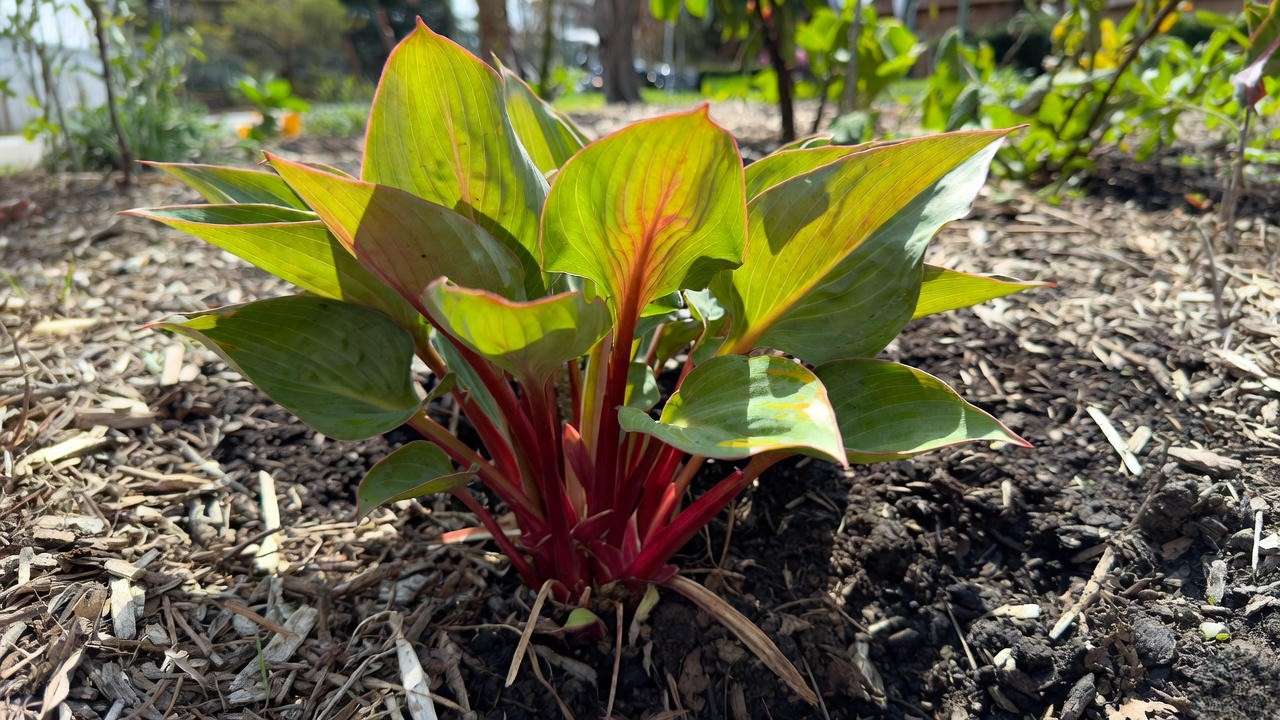 Newly planted Fire Island hosta with proper depth and mulching