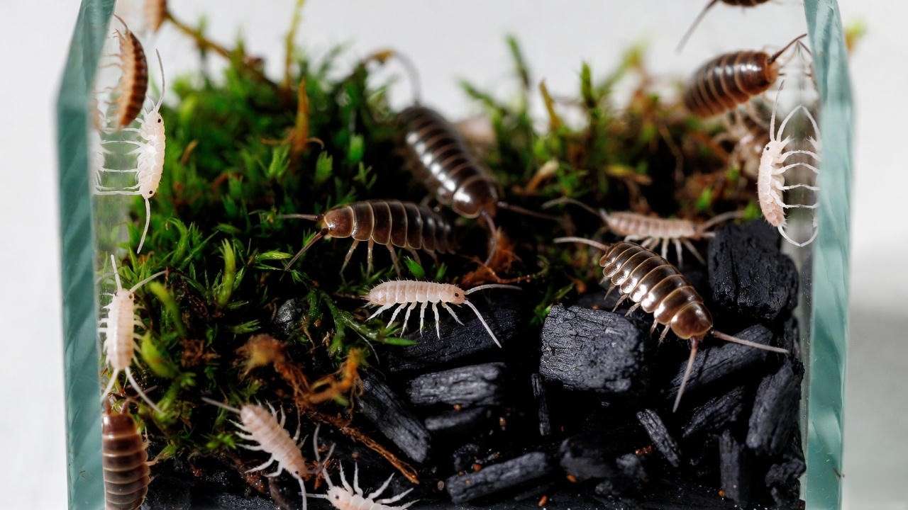 Live springtails and isopods as natural terrarium cleanup crew