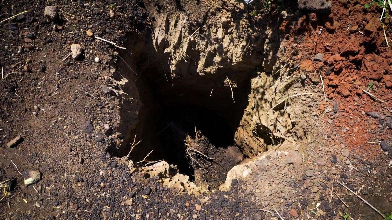 Correct wide planting hole with biochar and compost for plum trees in Colorado Springs alkaline soil