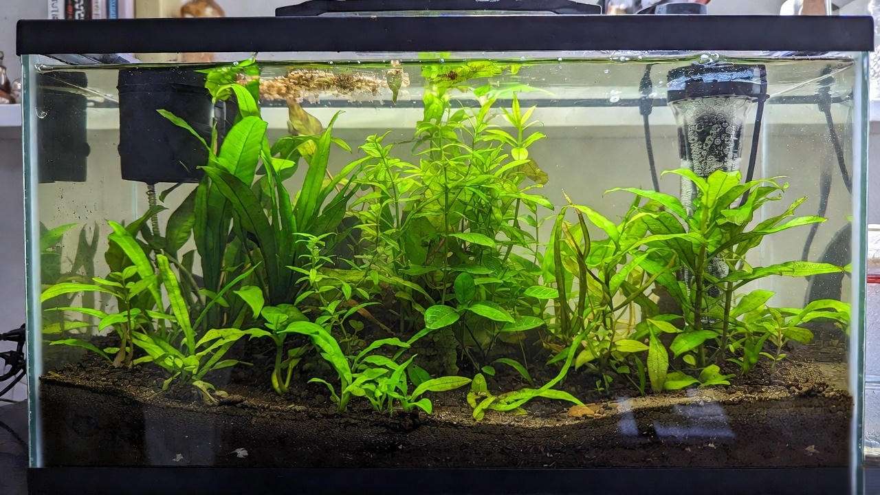 Day 1 dirt planted aquarium setup with mineralized soil and sand cap