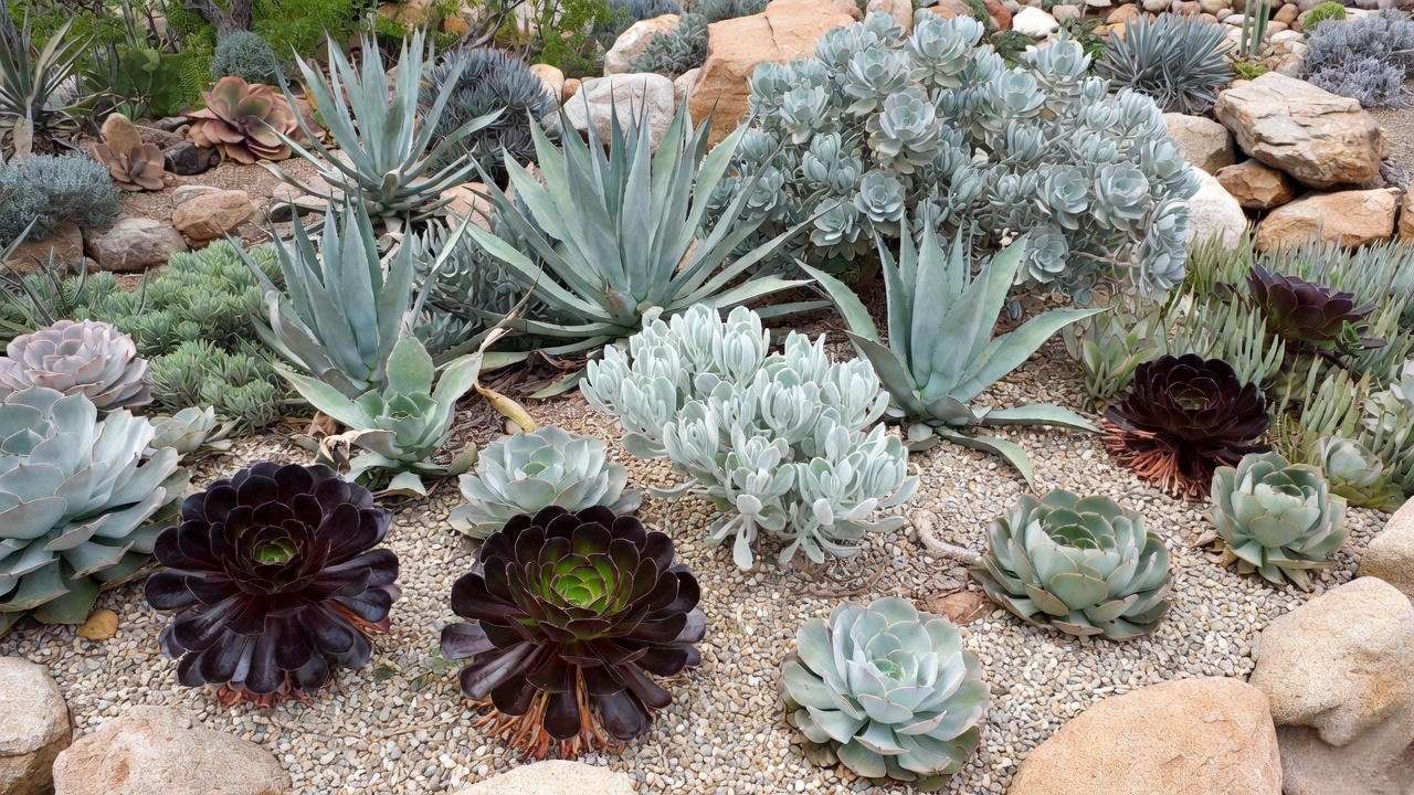 Mixed grouping of huge succulents with black aeonium, agave, and velvet kalanchoe – stunning succulent display