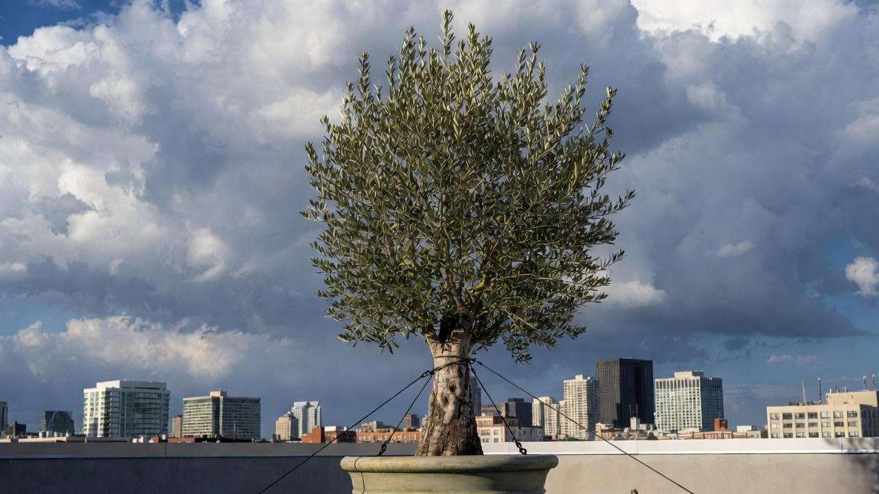 Wind rock protection using guy wires on tall container treesβ