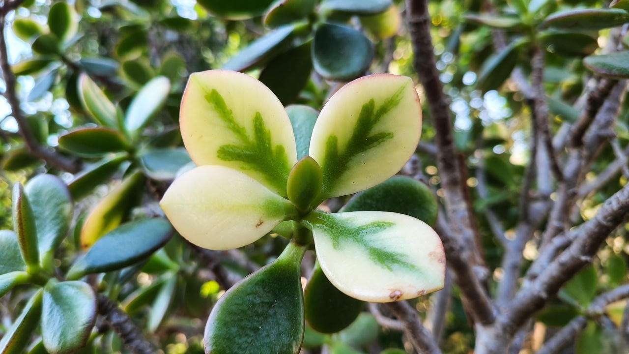 Sunburn damage showing white bleached spots on jade plant leaves