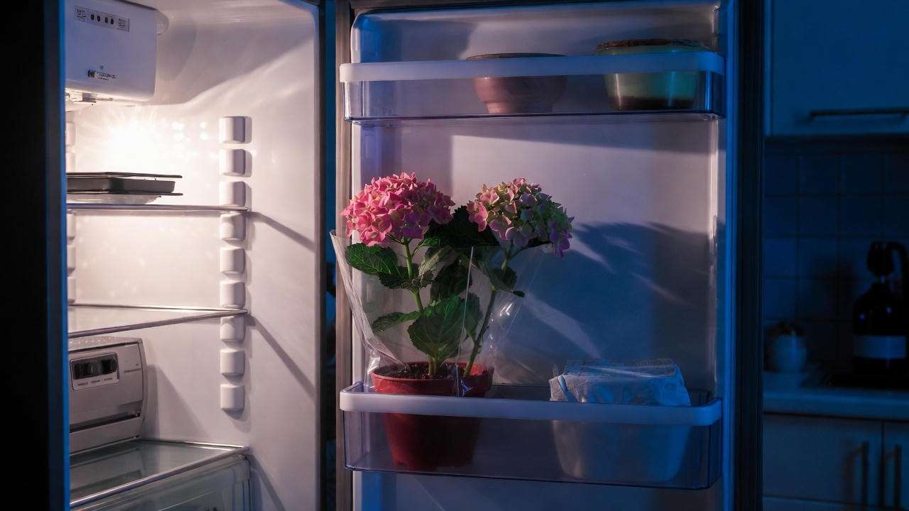 Refrigerator dormancy method for indoor hydrangea – 8-week cool rest trick