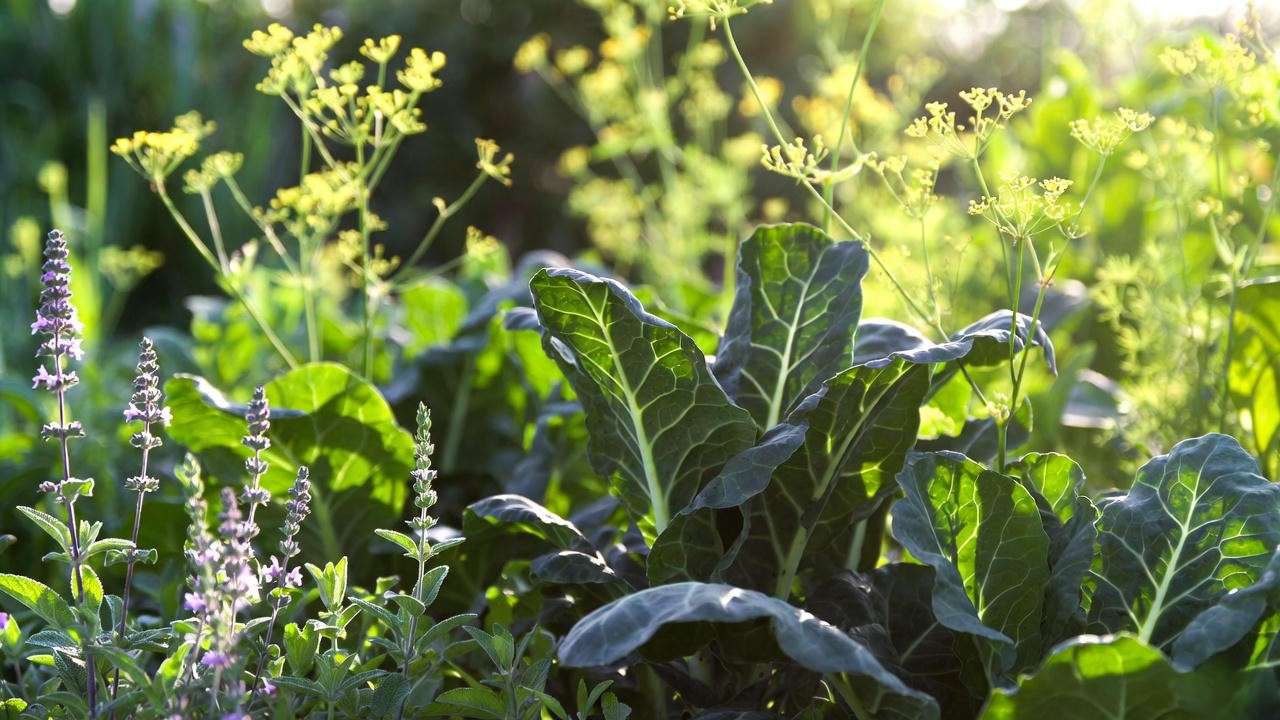 Aromatic herbs like dill and thyme planted as companion plants around collard greens to repel cabbage moths naturally