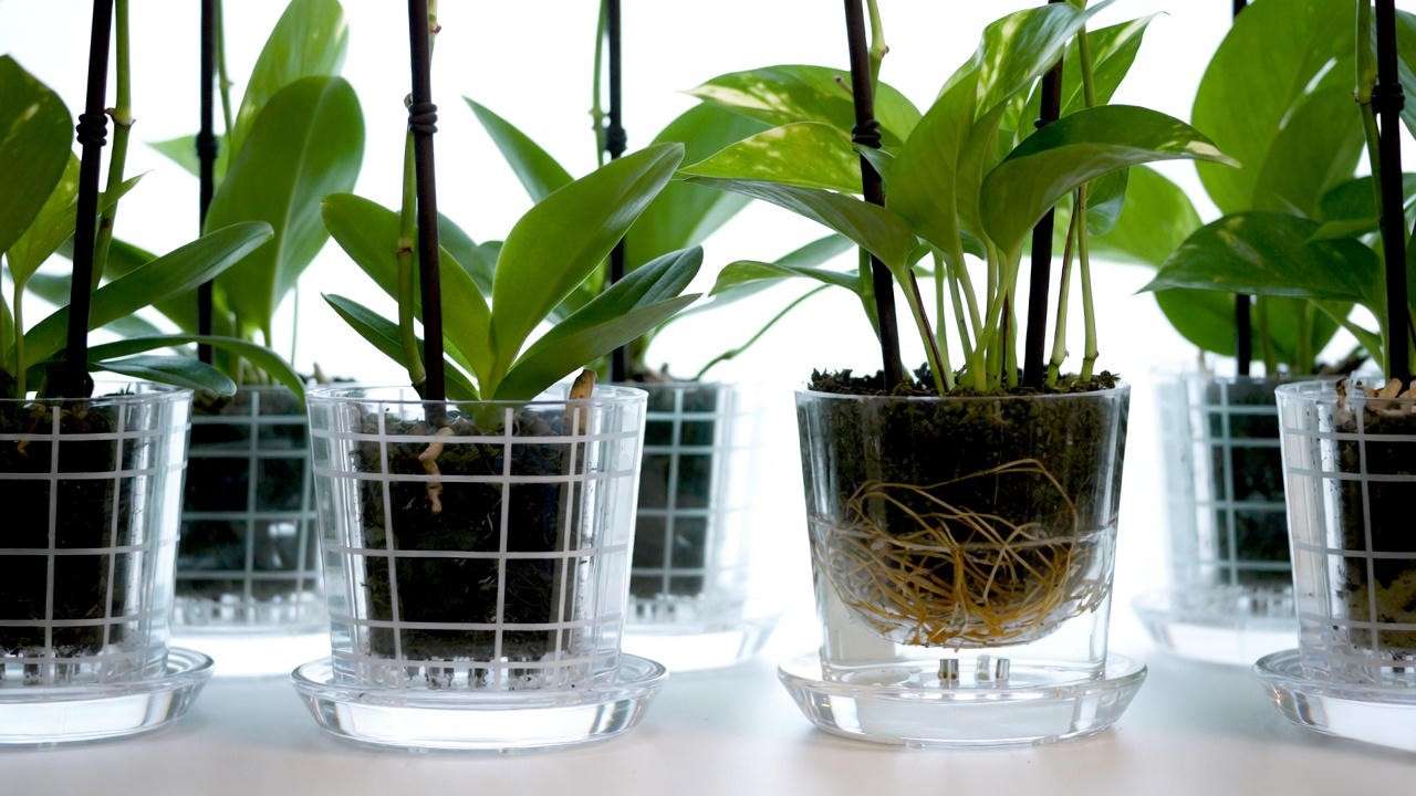 Mkono clear plastic orchid pots with holes – best overall 2025