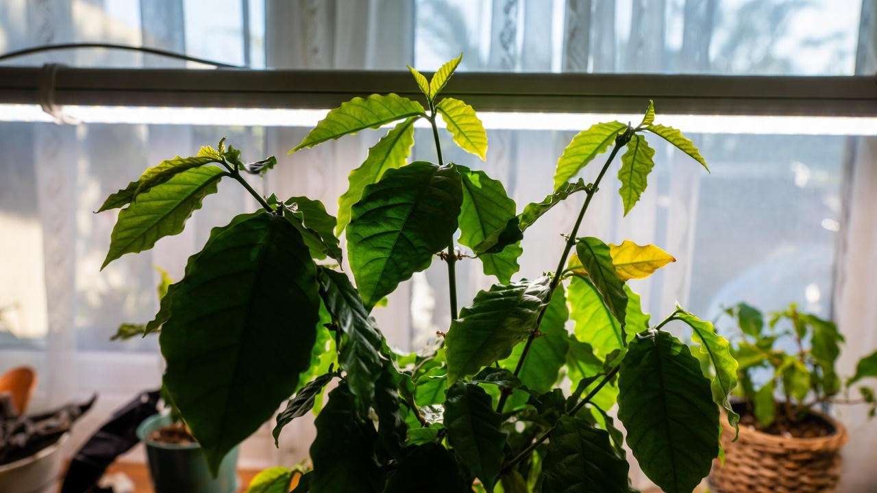 Coffee plant houseplant in perfect bright indirect light from east window with sheer curtains