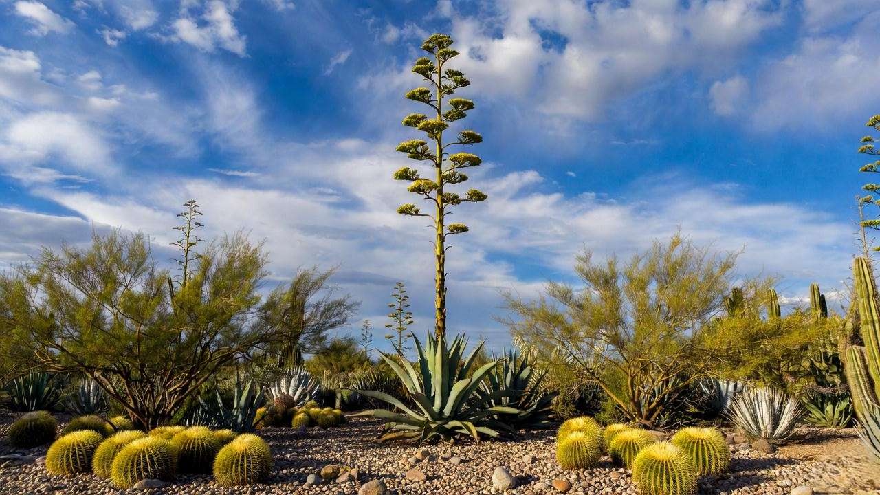 Century plant (Agave americana) in spectacular full bloom with towering flower stalk