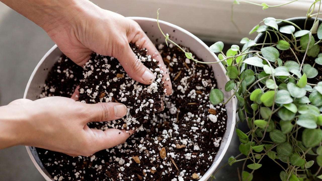 Best fast-draining soil mix recipe for Rosary Vine and String of Hearts