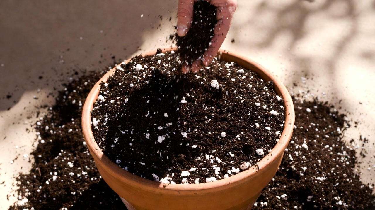 Preparing ideal soil mix for Scotch Bonnet pepper plants
