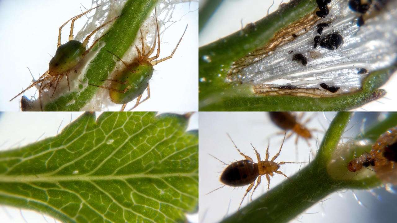 Common pests on assorted foliage plants – spider mites and thrips damage identification