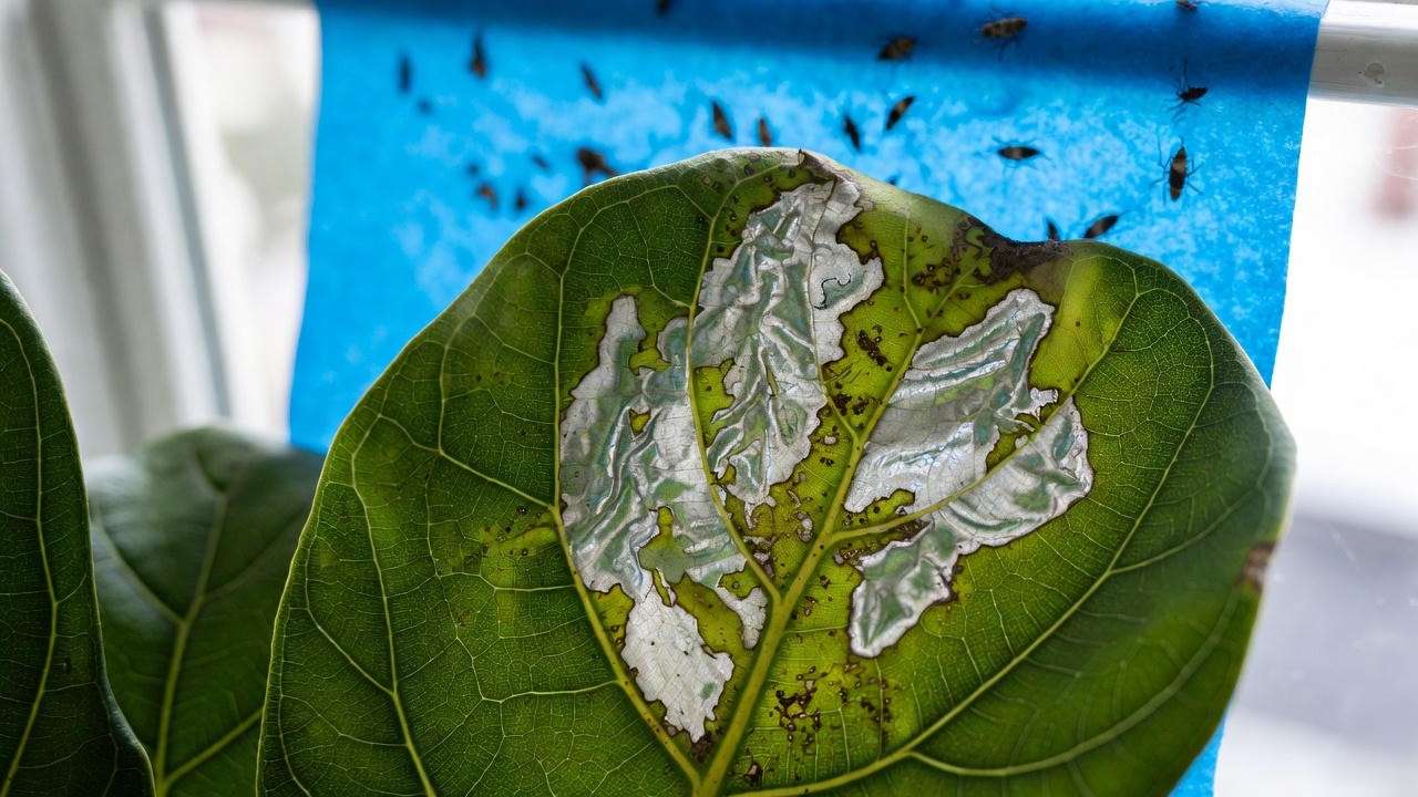 Thrips silvering damage and black frass on fiddle leaf fig with blue sticky trap