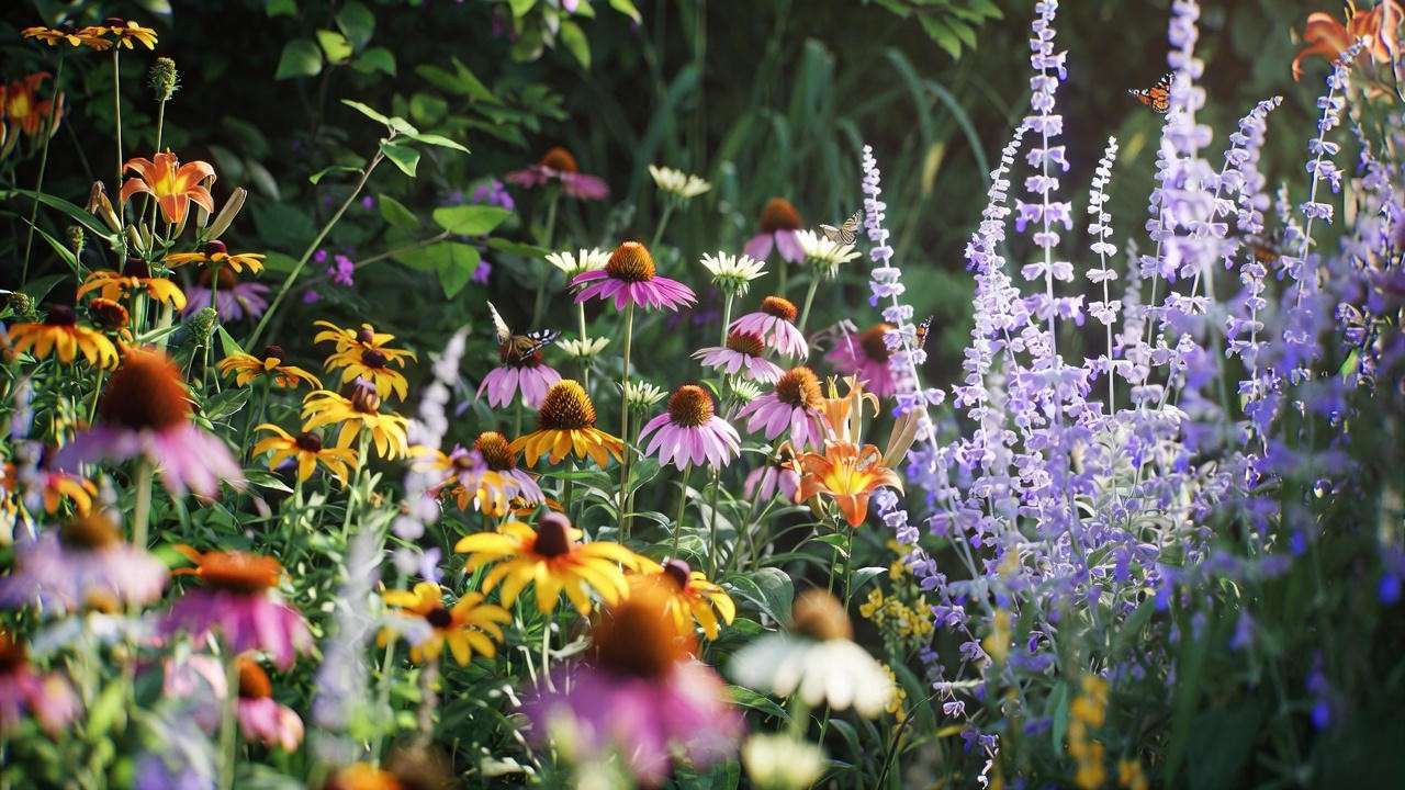 Vibrant summer bloom garden with coneflowers, black-eyed Susans, coreopsis, and Russian sage