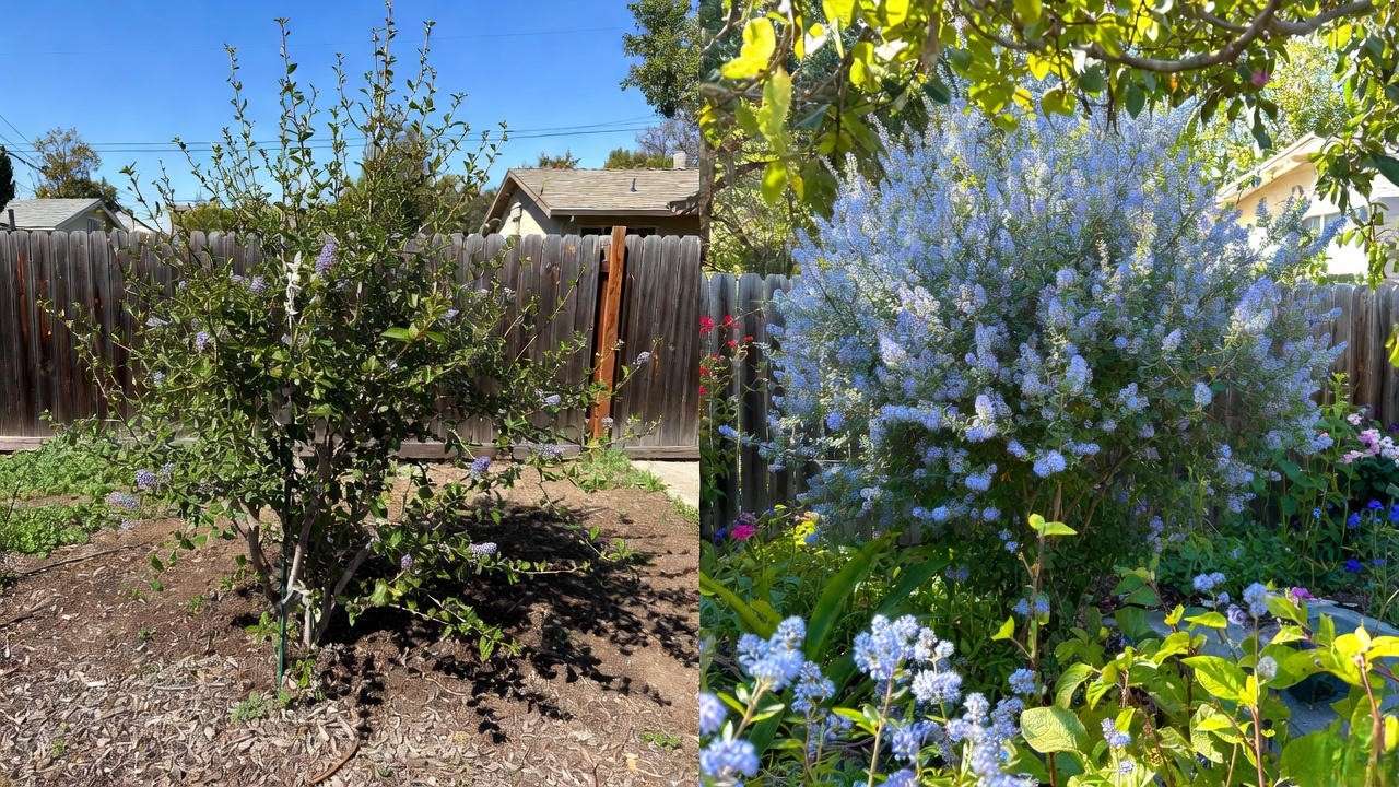 Before and after two years showing established drought-tolerant Ceanothus Yankee Point