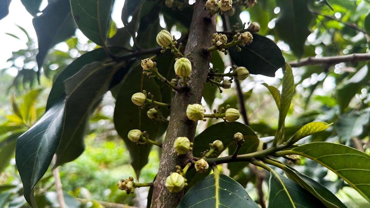 Cupuaçu flower buds and baby fruits forming after correct feeding schedule