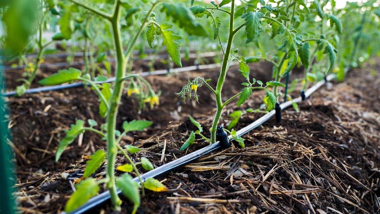Drip irrigation and mulch for watering indeterminate tomato plants at base
