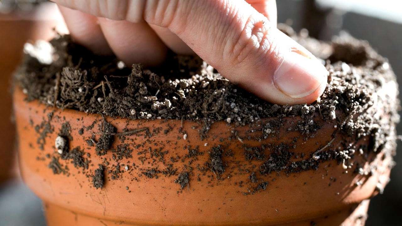 Knuckle test to check when to water coffee plant houseplant – top 2 inches dry