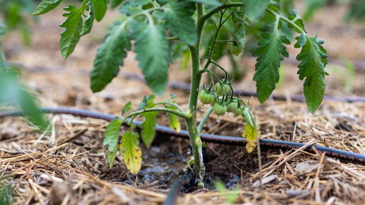 Watering Strategies to Prevent Cracking & Blossom-End Rot