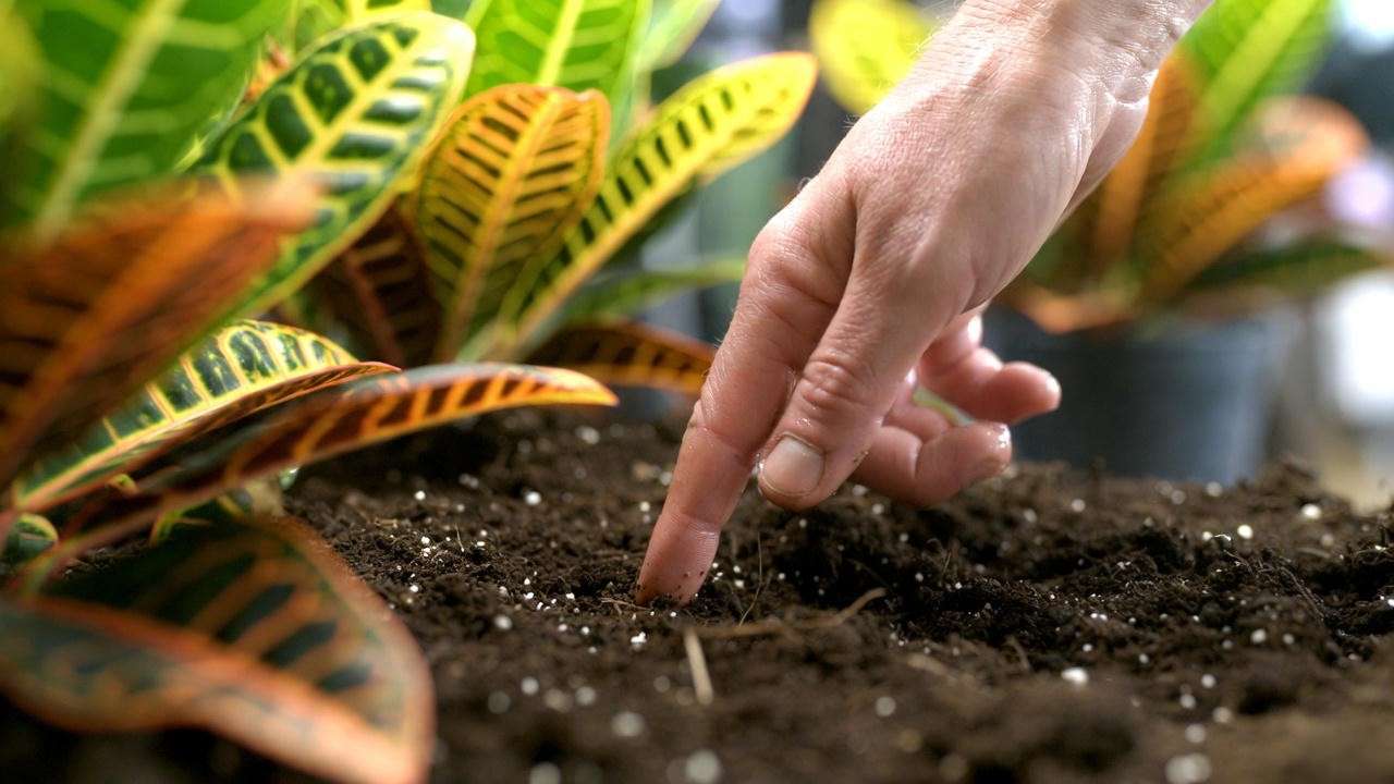 Finger test for checking soil moisture on a Mammy Croton plant