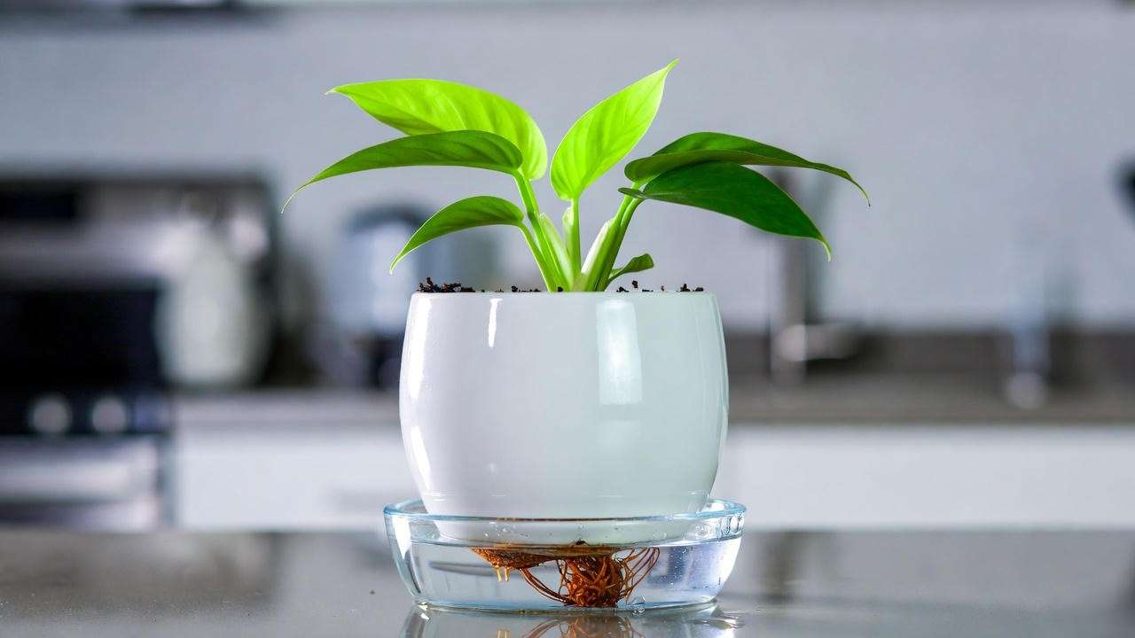 Bottom watering method for Philodendron Neon to prevent overwatering and root rot