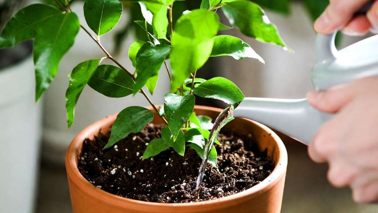 Proper watering technique for indoor eucalyptus plant using well-draining soil mix