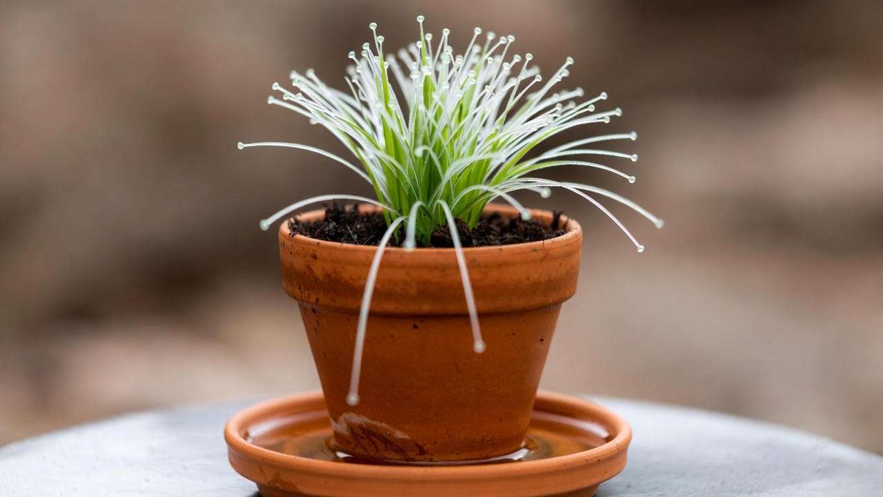 Correct bottom-watering saucer method for fiber optic grass plant to prevent root rot