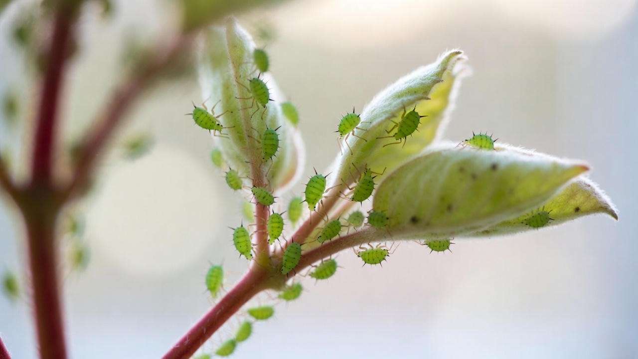 Close-up of green peach aphids infesting new growth on indoor houseplant
