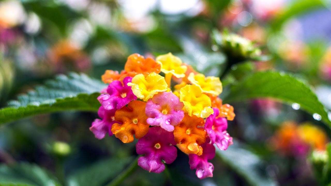 Close-up of tricolor Confetti Lantana flowers in pink, yellow and orange