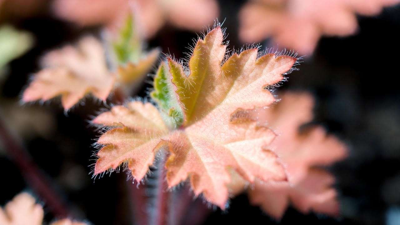 New peach-apricot spring leaves on Heuchera Caramel coral bells close-up