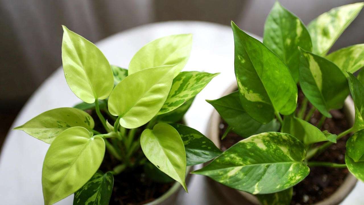 Philodendron Neon vs Neon Pothos comparison showing leaf shape and color differences