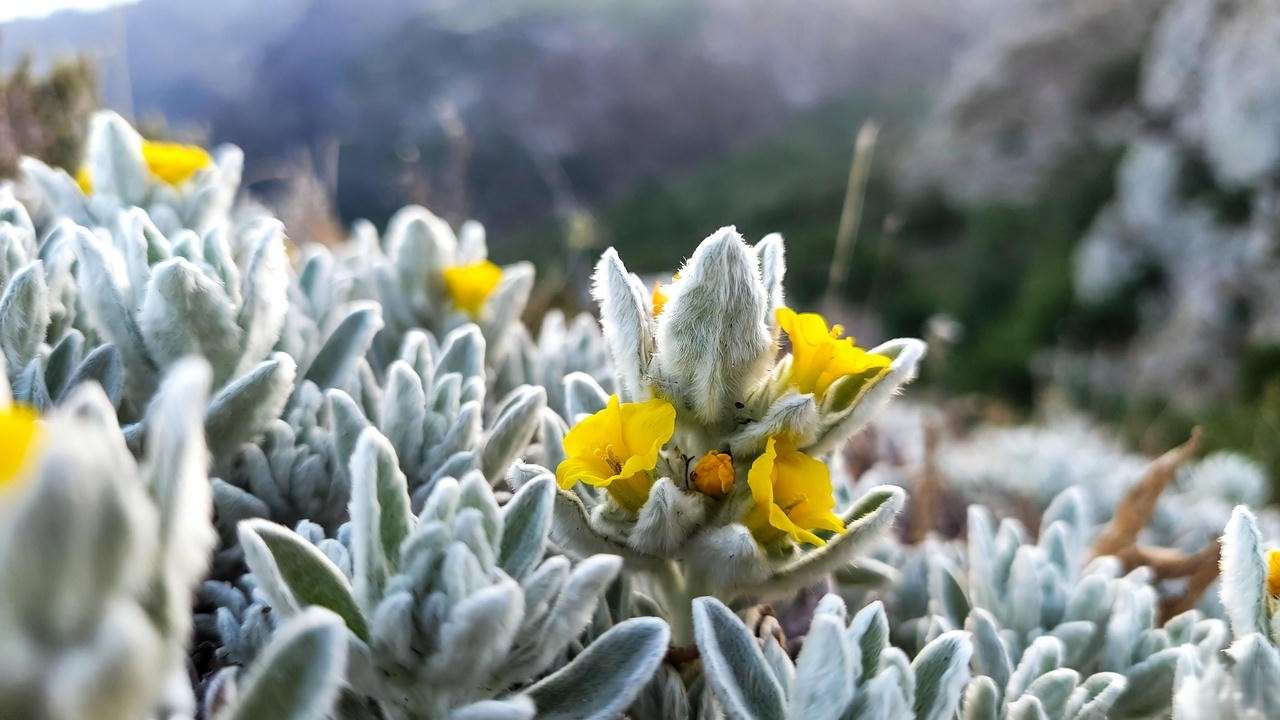 Close-up of Greek mountain tea plant (Sideritis raeseri) with silver foliage and yellow flowers in natural habitat