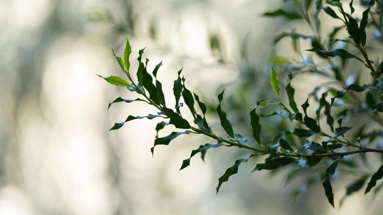 Close-up of Holly Needlepoint twisted narrow leaves showing spineless tips
