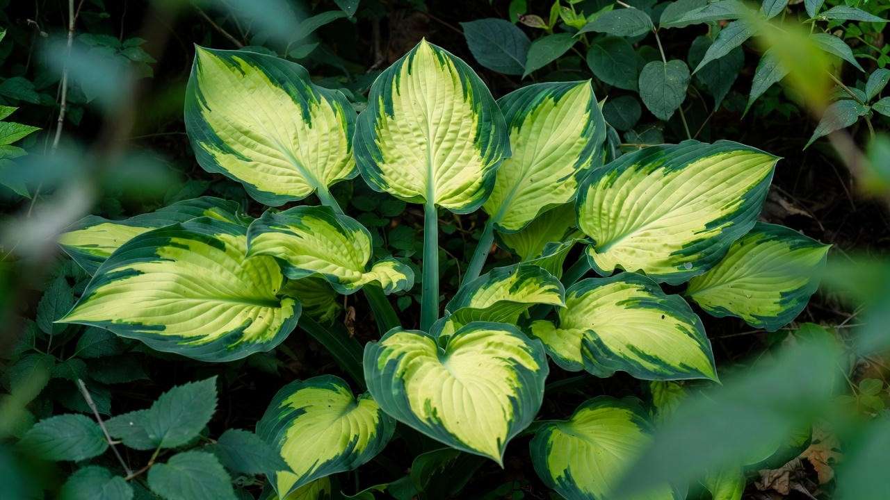 Close-up of Hosta 'Guacamole' foliage showing gold center and dark green margins