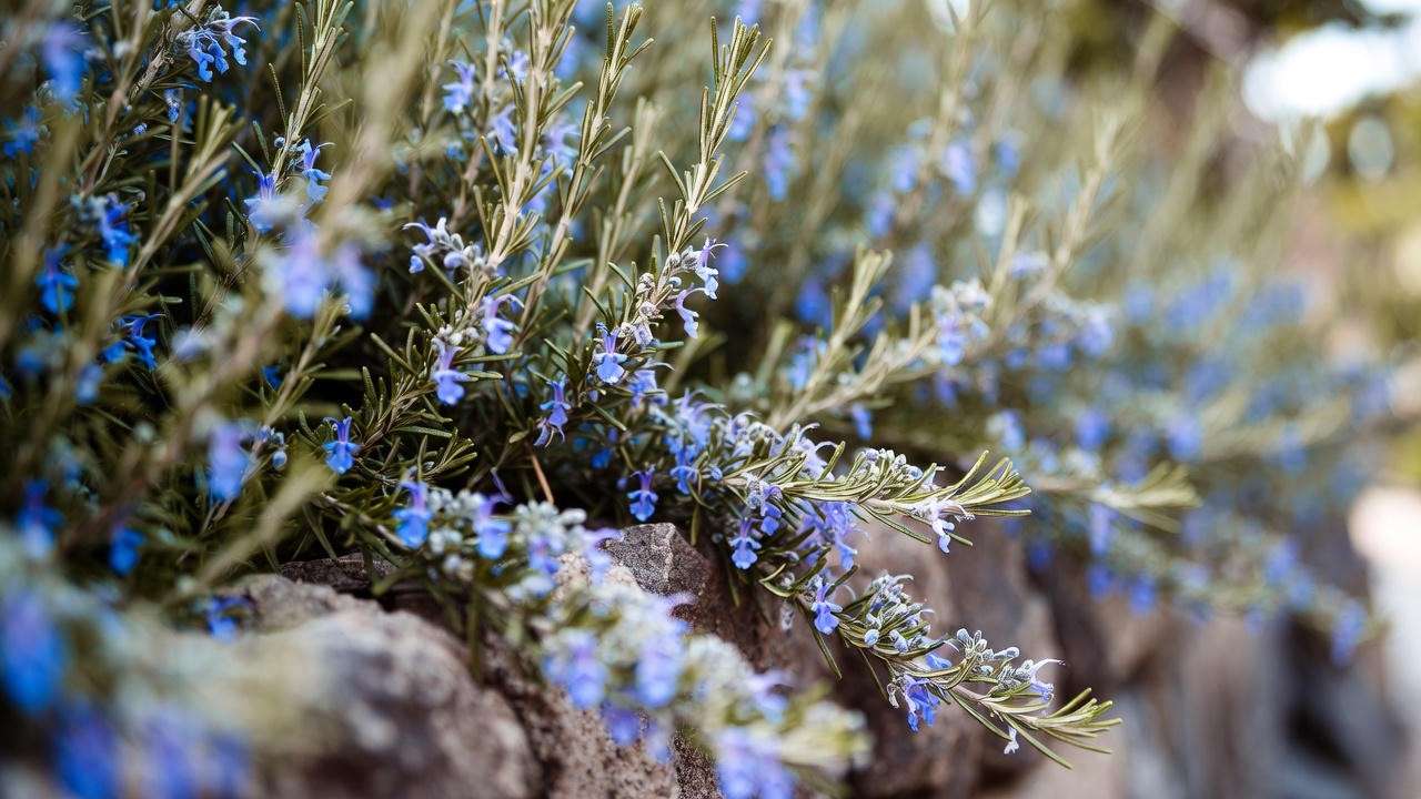 Close-up of prostrate rosemary with silvery foliage and blue flowers